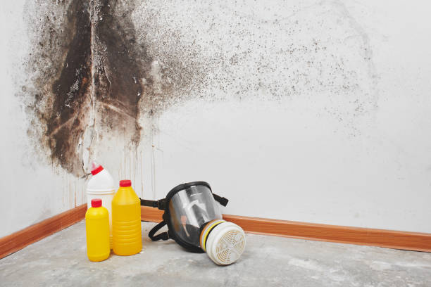Best Commercial Mold Removal  in Lake Catherine, IL