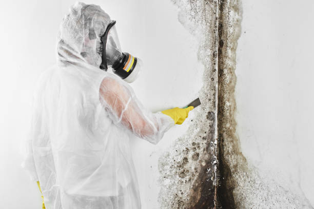 Best Mold Testing and Removal  in Lake Catherine, IL