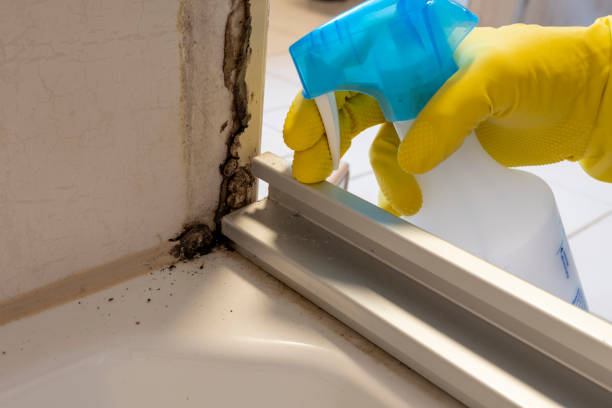 Best Professional Mold Removal  in Lake Catherine, IL