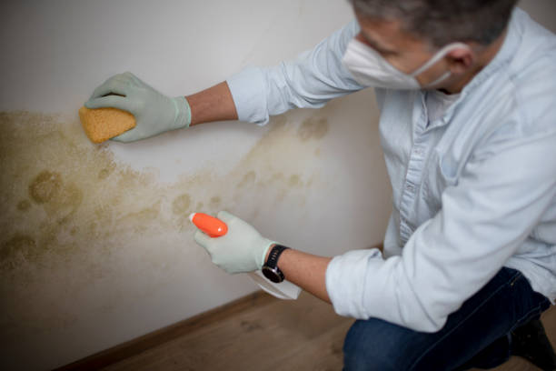 Best Certified Mold Removal  in Lake Catherine, IL