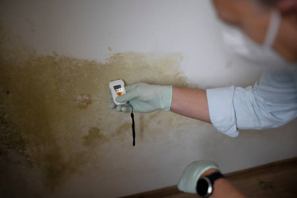 Best Office Mold Removal Services  in Lake Catherine, IL