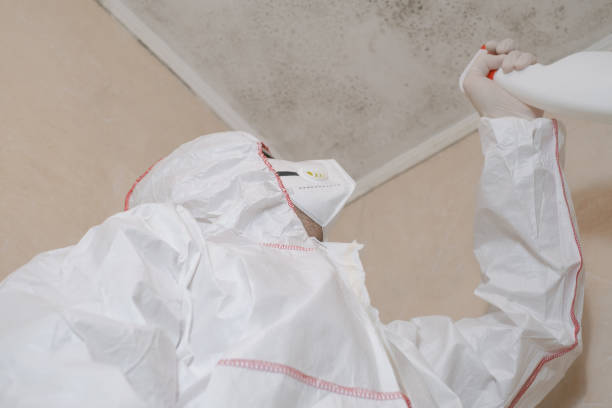 Best Attic Mold Removal  in Lake Catherine, IL