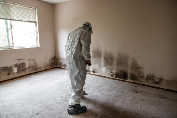 Best Toxic Mold Removal  in Lake Catherine, IL