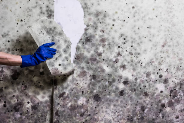 Best Professional Mold Removal  in Lake Catherine, IL