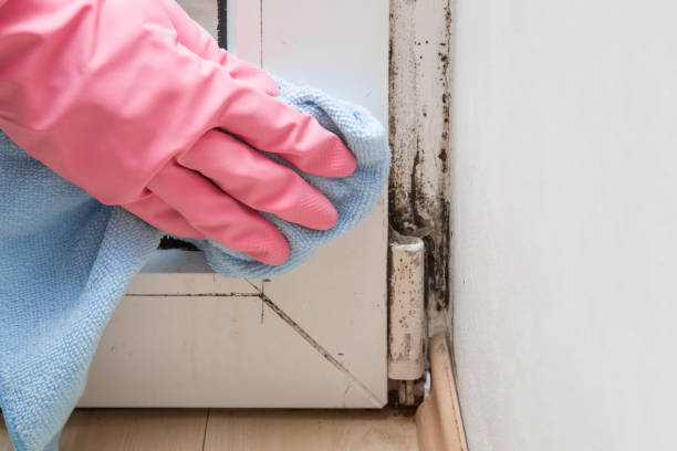 Mold Testing and Removal in Lake Catherine, IL