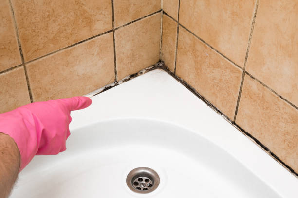 Lake Catherine, IL Mold Removal Company